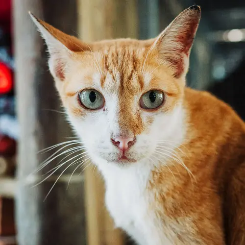 Salsa - rescue cat at Jack's Cat Cafe in Hoi An, Vietnam