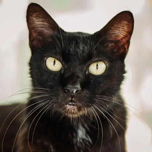 Den - rescue cat at Jack's Cat Cafe in Hoi An, Vietnam