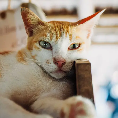 Mambo - rescue cat at Jack's Cat Cafe in Hoi An, Vietnam