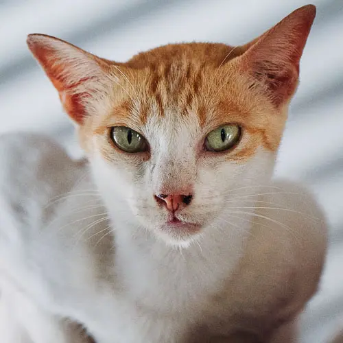 Faye - rescue cat at Jack's Cat Cafe in Hoi An, Vietnam