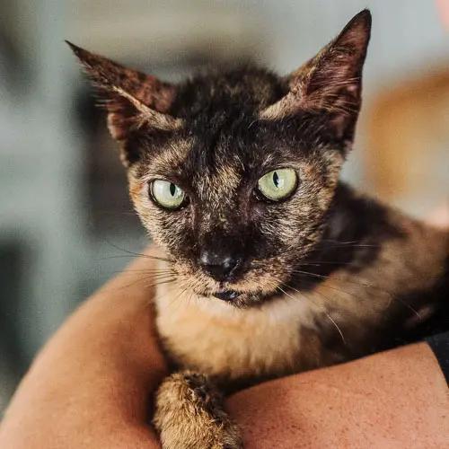 Bagheera - rescue cat at Jack's Cat Cafe in Hoi An, Vietnam