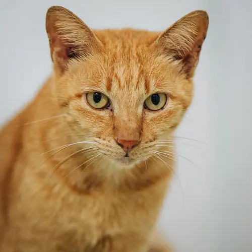 Nemo - rescue cat at Jack's Cat Cafe in Hoi An, Vietnam