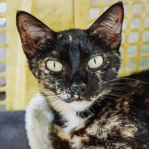 Ginny - rescue cat at Jack's Cat Cafe in Hoi An, Vietnam
