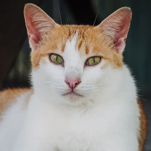 Pia - rescue cat at Jack's Cat Cafe in Hoi An, Vietnam