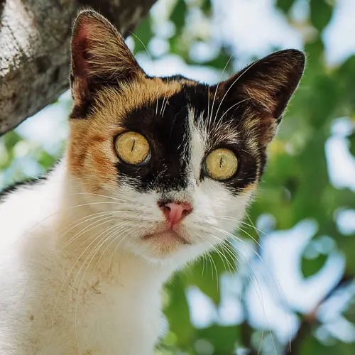 Patate - rescue cat at Jack's Cat Cafe in Hoi An, Vietnam