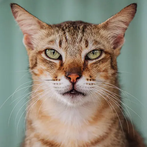 Woody - rescue cat at Jack's Cat Cafe in Hoi An, Vietnam