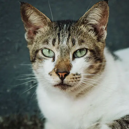 Jesse - rescue cat at Jack's Cat Cafe in Hoi An, Vietnam
