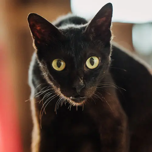 Thunder - rescue cat at Jack's Cat Cafe in Hoi An, Vietnam