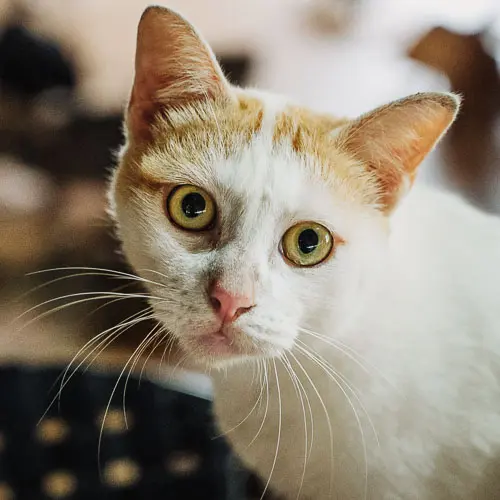Eileen - rescue cat at Jack's Cat Cafe in Hoi An, Vietnam