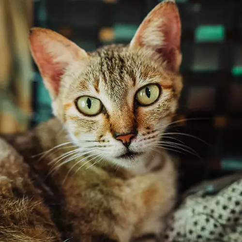 Sharon - rescue cat at Jack's Cat Cafe in Hoi An, Vietnam