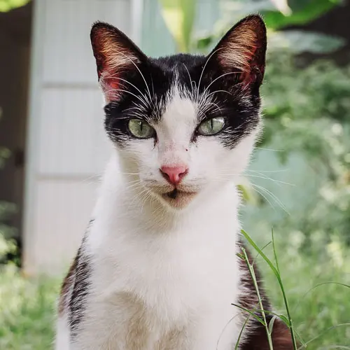 Mouse - rescue cat at Jack's Cat Cafe in Hoi An, Vietnam