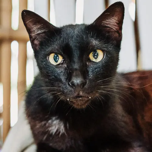 Fog - rescue cat at Jack's Cat Cafe in Hoi An, Vietnam