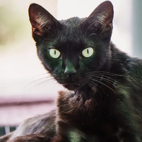 Ash - rescue cat at Jack's Cat Cafe in Hoi An, Vietnam