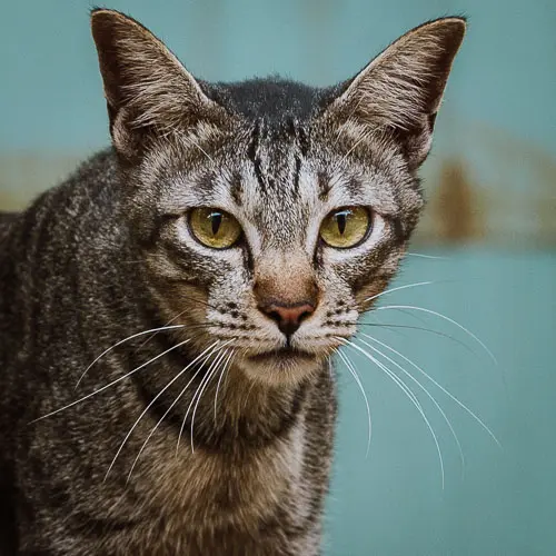 Teddy - rescue cat at Jack's Cat Cafe in Hoi An, Vietnam