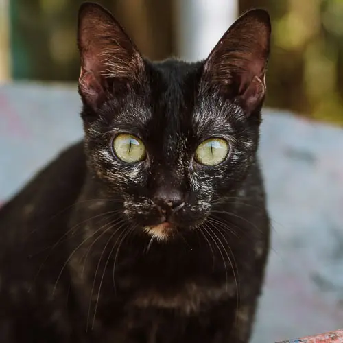 Yennefer - rescue cat at Jack's Cat Cafe in Hoi An, Vietnam