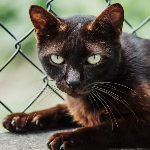 Geralt - rescue cat at Jack's Cat Cafe in Hoi An, Vietnam