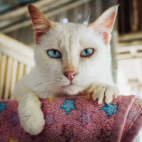 Lolita - rescue cat at Jack's Cat Cafe in Hoi An, Vietnam