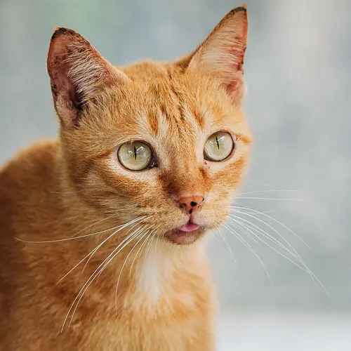 Chili - rescue cat at Jack's Cat Cafe in Hoi An, Vietnam