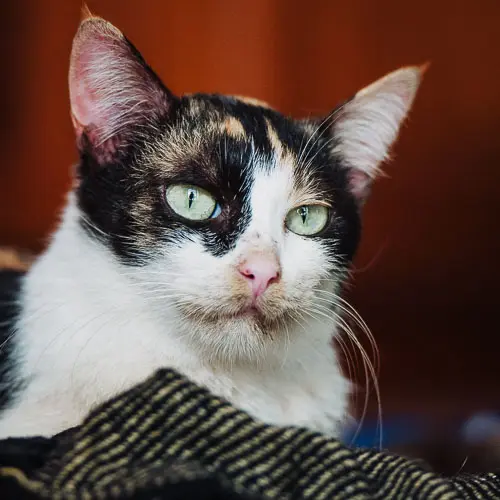 Skates - rescue cat at Jack's Cat Cafe in Hoi An, Vietnam