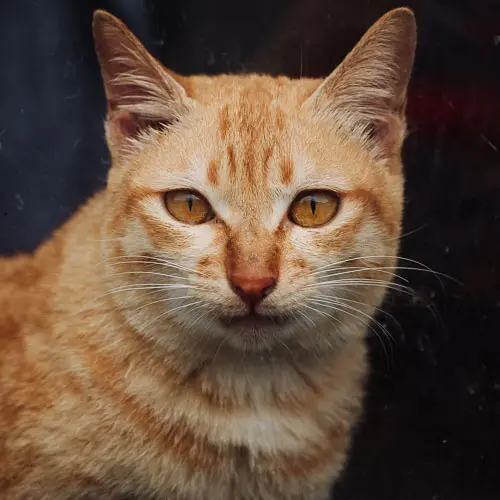 Forrest Gump - rescue cat at Jack's Cat Cafe in Hoi An, Vietnam