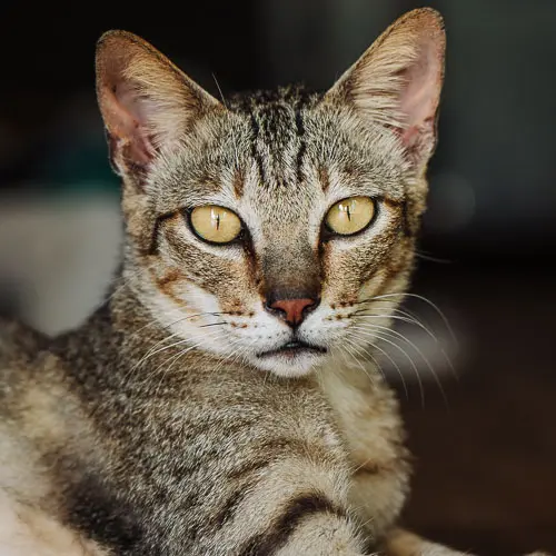 Kinky Bender - rescue cat at Jack's Cat Cafe in Hoi An, Vietnam