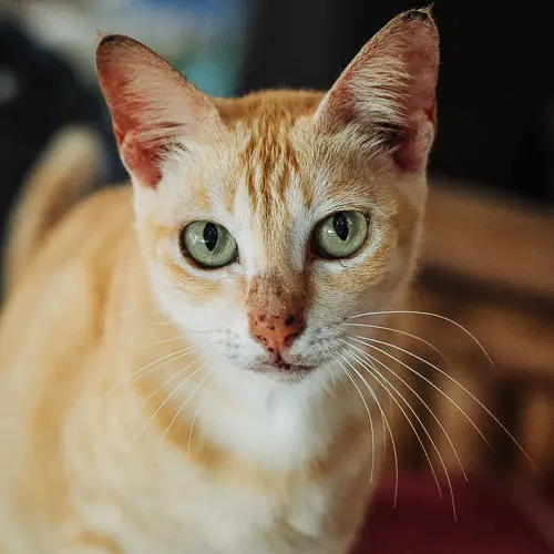 Rouge - rescue cat at Jack's Cat Cafe in Hoi An, Vietnam