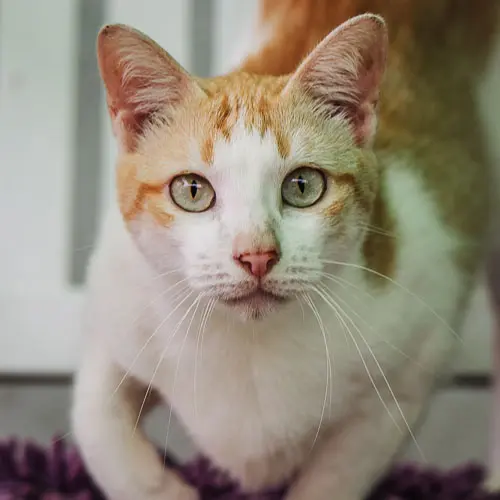 Toast - rescue cat at Jack's Cat Cafe in Hoi An, Vietnam
