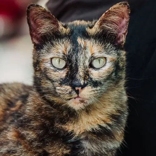 Fly - rescue cat at Jack's Cat Cafe in Hoi An, Vietnam