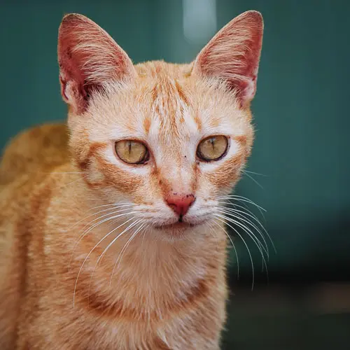 Beetle - rescue cat at Jack's Cat Cafe in Hoi An, Vietnam