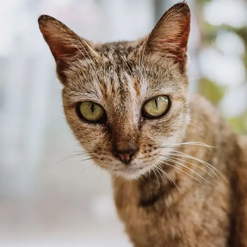 Maddie - rescue cat at Jack's Cat Cafe in Hoi An, Vietnam