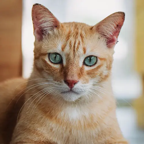 Jungle - rescue cat at Jack's Cat Cafe in Hoi An, Vietnam