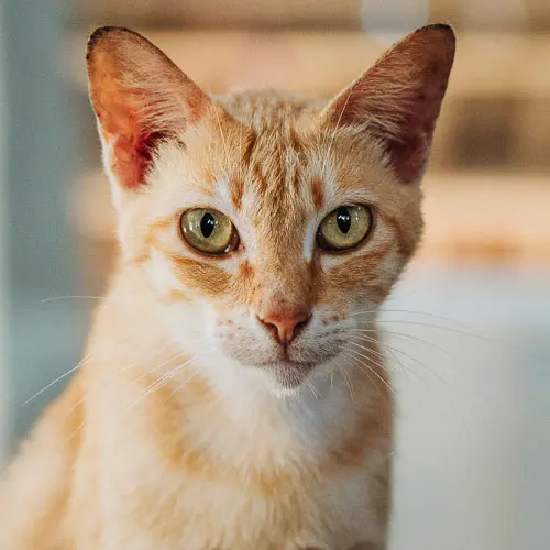 True - rescue cat at Jack's Cat Cafe in Hoi An, Vietnam