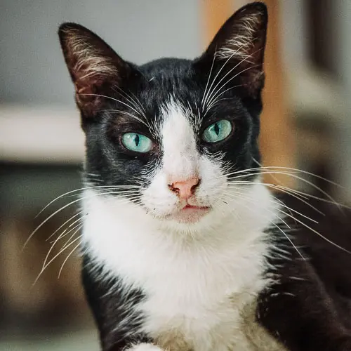 Asha - rescue cat at Jack's Cat Cafe in Hoi An, Vietnam