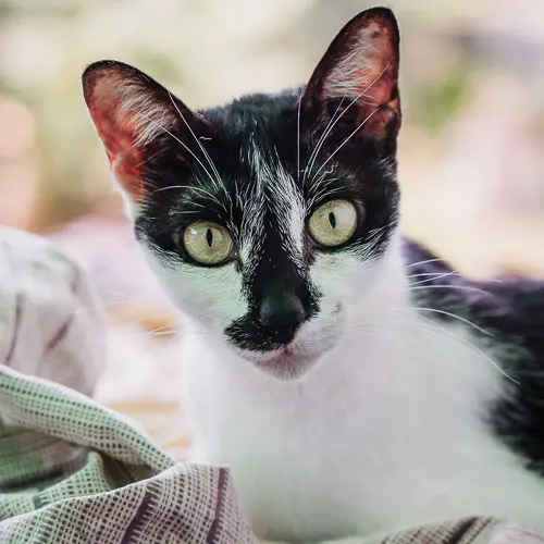 Charles - rescue cat at Jack's Cat Cafe in Hoi An, Vietnam