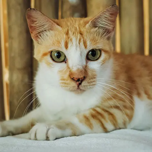 Monkey - rescue cat at Jack's Cat Cafe in Hoi An, Vietnam