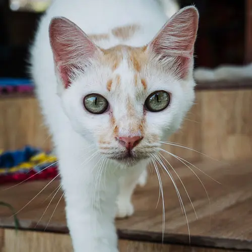 Beans - rescue cat at Jack's Cat Cafe in Hoi An, Vietnam