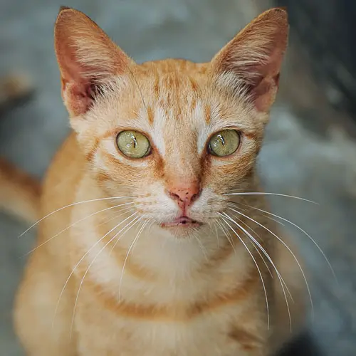 Rosa - rescue cat at Jack's Cat Cafe in Hoi An, Vietnam