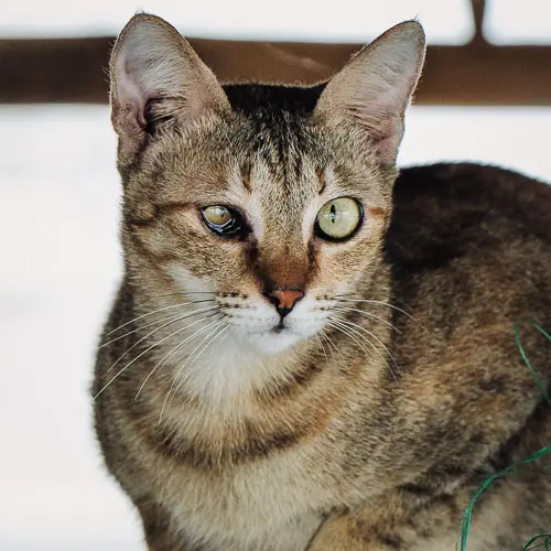 Princess Flower Popcorn - rescue cat at Jack's Cat Cafe in Hoi An, Vietnam