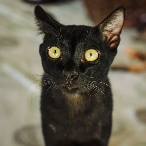 Malakai - rescue cat at Jack's Cat Cafe in Hoi An, Vietnam