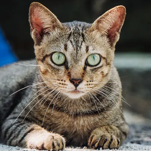 Bear - rescue cat at Jack's Cat Cafe in Hoi An, Vietnam