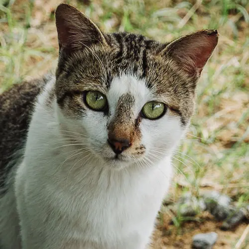 Big Head - rescue cat at Jack's Cat Cafe in Hoi An, Vietnam