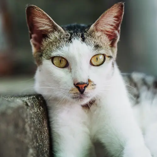 Me - rescue cat at Jack's Cat Cafe in Hoi An, Vietnam