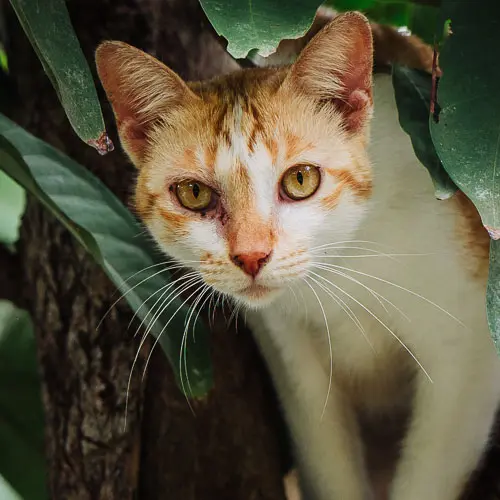 Vung - rescue cat at Jack's Cat Cafe in Hoi An, Vietnam