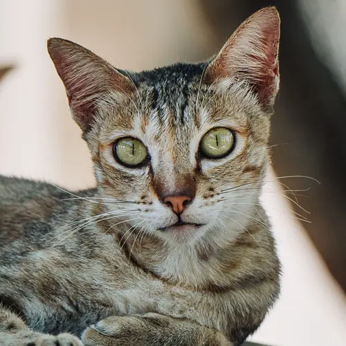 Picnic - rescue cat at Jack's Cat Cafe in Hoi An, Vietnam