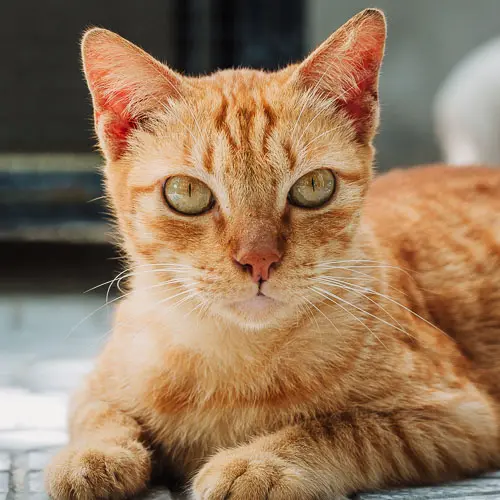 Little Fire Cub - rescue cat at Jack's Cat Cafe in Hoi An, Vietnam