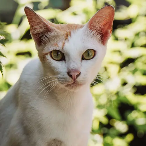 Mika - rescue cat at Jack's Cat Cafe in Hoi An, Vietnam