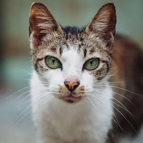 Rascal - rescue cat at Jack's Cat Cafe in Hoi An, Vietnam