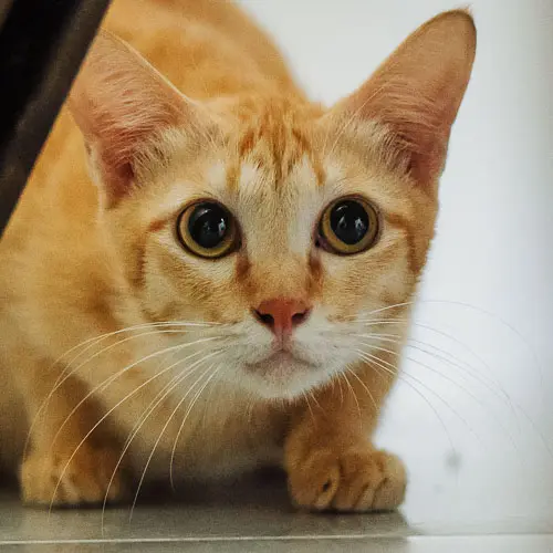 Haru - rescue cat at Jack's Cat Cafe in Hoi An, Vietnam