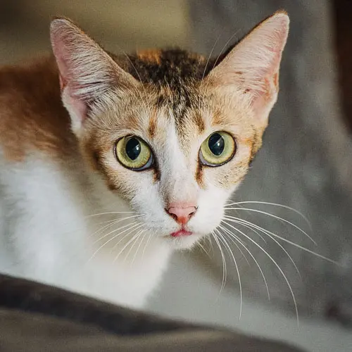 Zuki - rescue cat at Jack's Cat Cafe in Hoi An, Vietnam