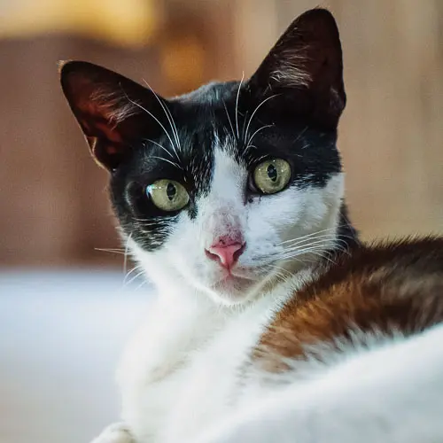 Triskie - rescue cat at Jack's Cat Cafe in Hoi An, Vietnam